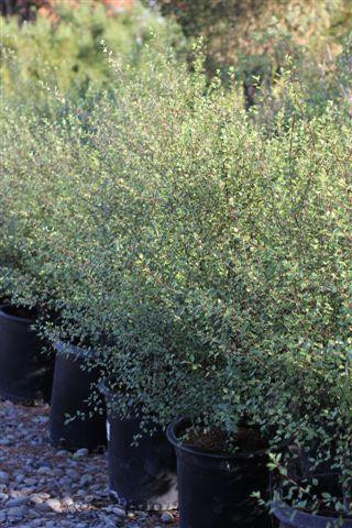 Pittosporum tenuifolium 'Silver Sheen' Devil Mountain Wholesale Nursery